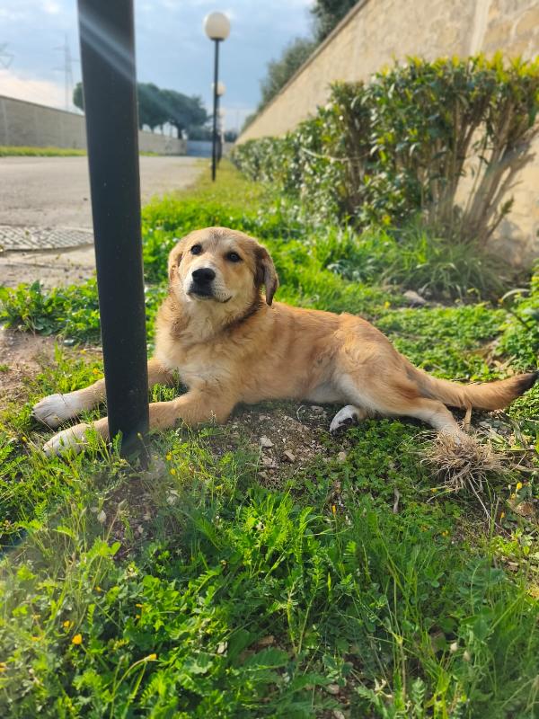Magma cucciola timida in adozione Foto 7